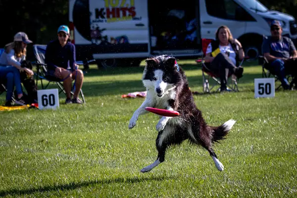 Dog Frisbee-87 by jaxphotos