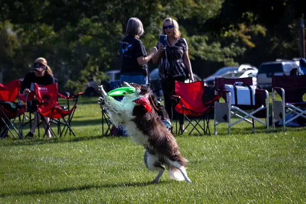 Dog Frisbee-178 by jaxphotos
