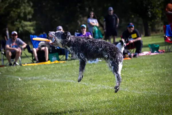 Dog Frisbee-284 by jaxphotos