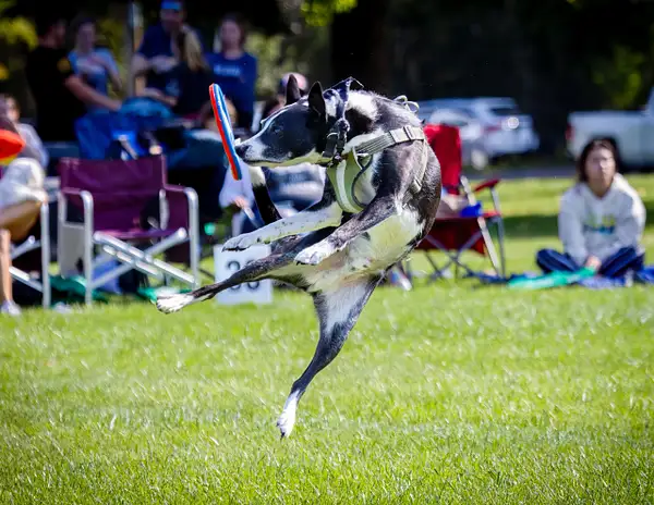 Dog Frisbee by jaxphotos