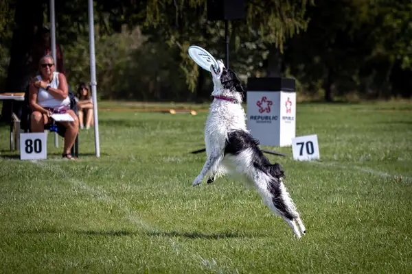 Dog Frisbee-579 by jaxphotos