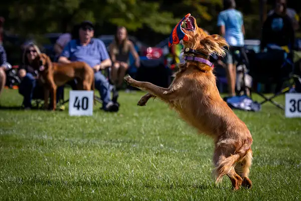 Dog Frisbee-569 by jaxphotos