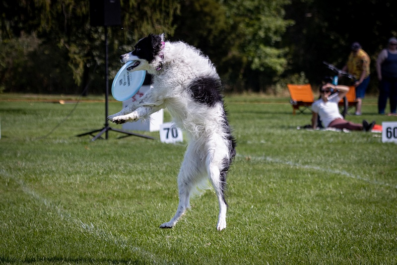 Dog Frisbee-588