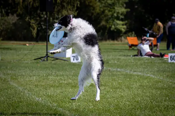 Dog Frisbee-588 by jaxphotos