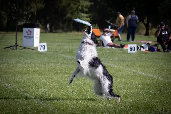 Dog Frisbee-587 by jaxphotos