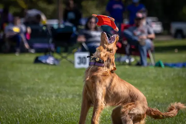 Dog Frisbee-566 by jaxphotos