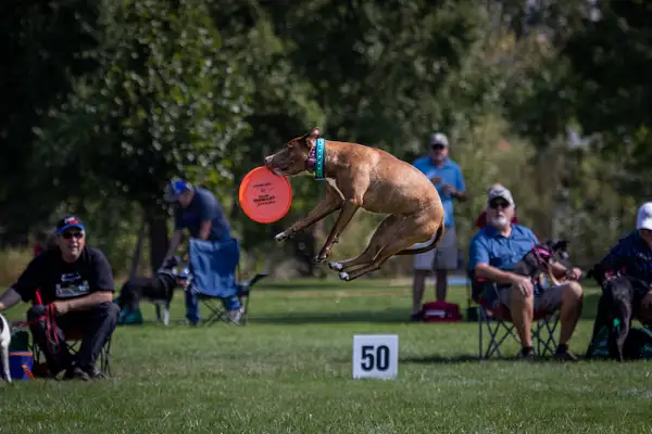 Dog Frisbee-554 by jaxphotos