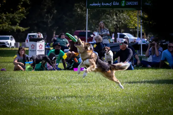 Dog Frisbee-697 by jaxphotos