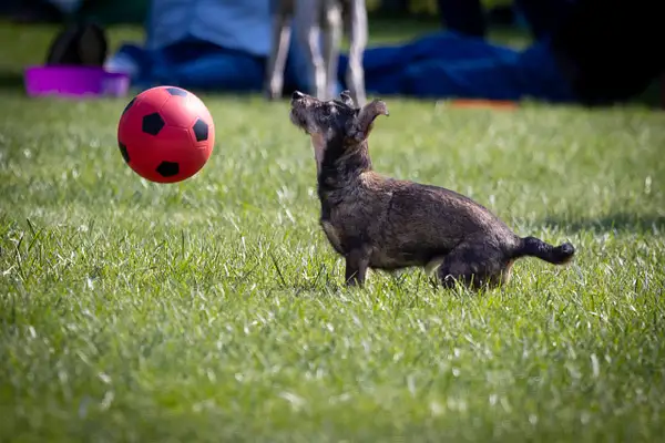 Dog Frisbee-650 by jaxphotos