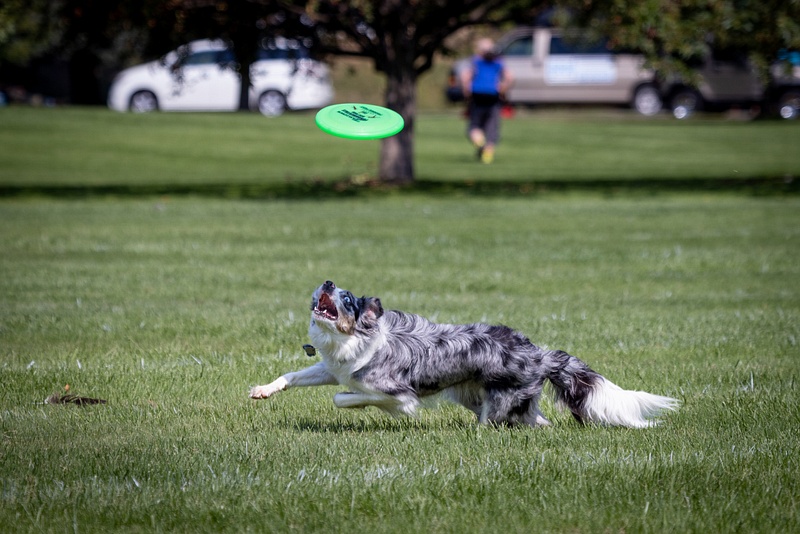 Dog Frisbee-743