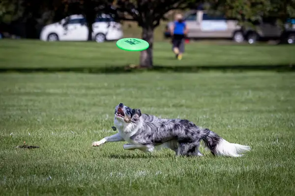 Dog Frisbee-743 by jaxphotos