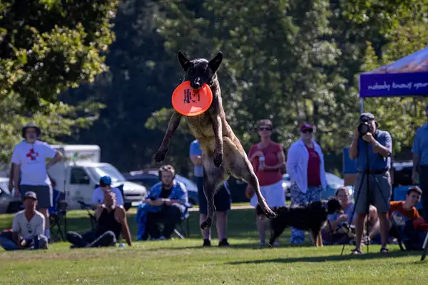 Dog Frisbee-277 by jaxphotos