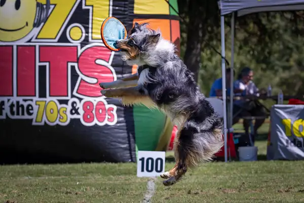 Dog Frisbee-466-Edit by jaxphotos