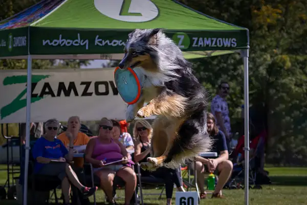 Dog Frisbee-172-Edit-Edit by jaxphotos