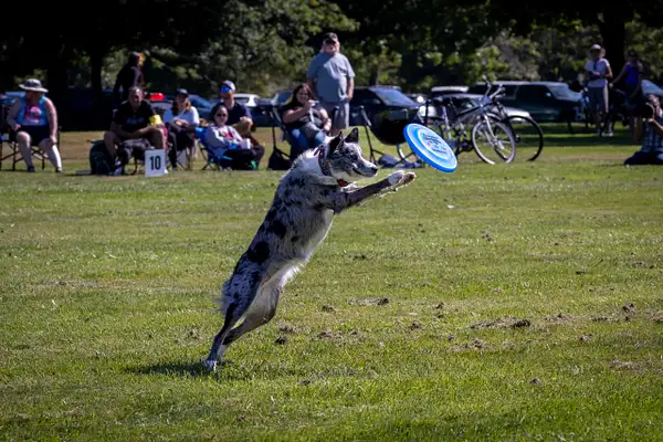 Dog Frisbee-334 by jaxphotos
