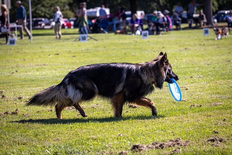 Dog Frisbee-106