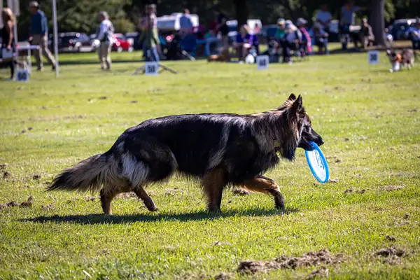 Dog Frisbee-106 by jaxphotos