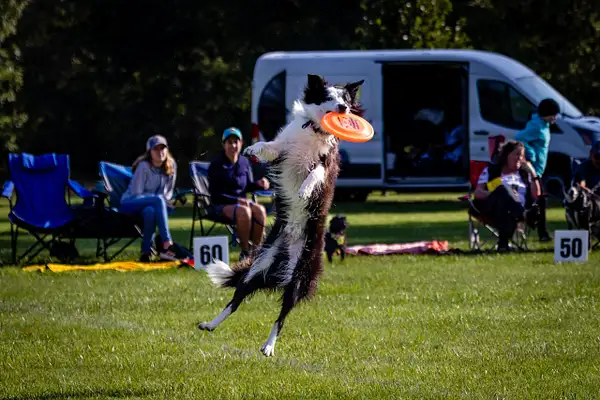 Dog Frisbee by jaxphotos by jaxphotos