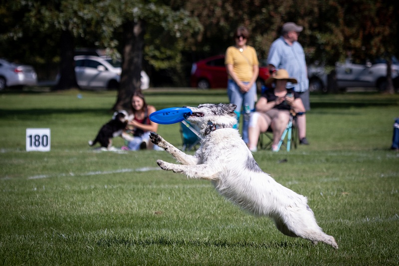 Dog Frisbee-462
