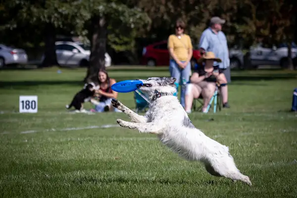 Dog Frisbee-462 by jaxphotos