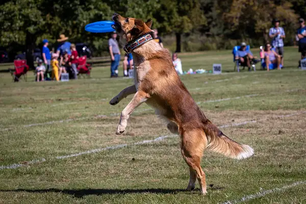 Dog Frisbee-384 by jaxphotos