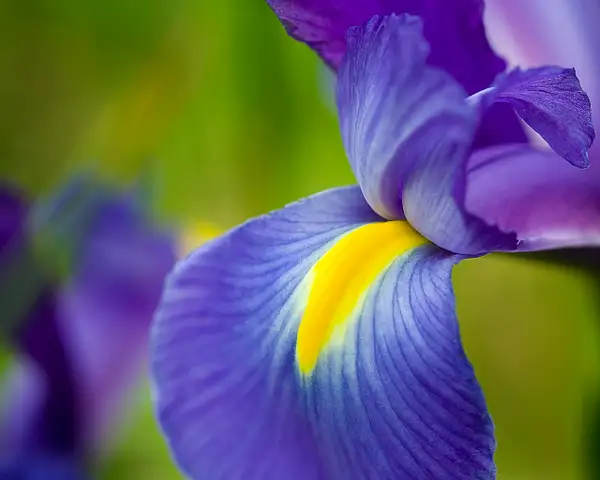 Purple Iris by Deb Uscilka