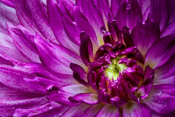 Purple Dahlia by Deb Uscilka
