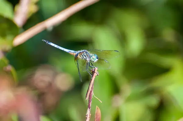 Dragonfly, Florida by Jack Kleinman