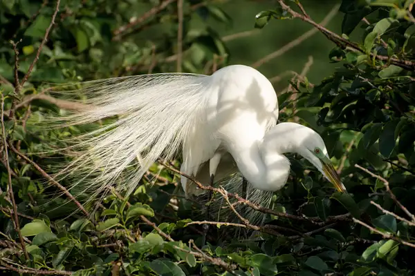 Great White Egret 2, Florida by Jack Kleinman