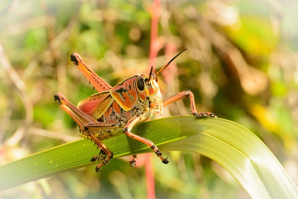 Locust, Florida - Florida Birds - Jack Kleinman 
