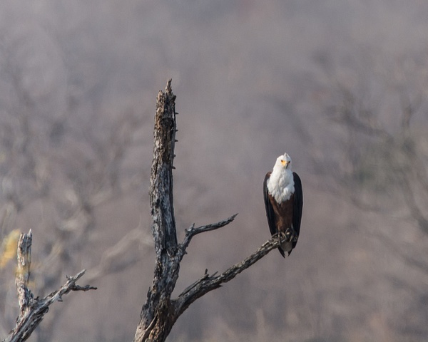 Fish Eagle, Zimbabwe - Africa - Jack Kleinman 
