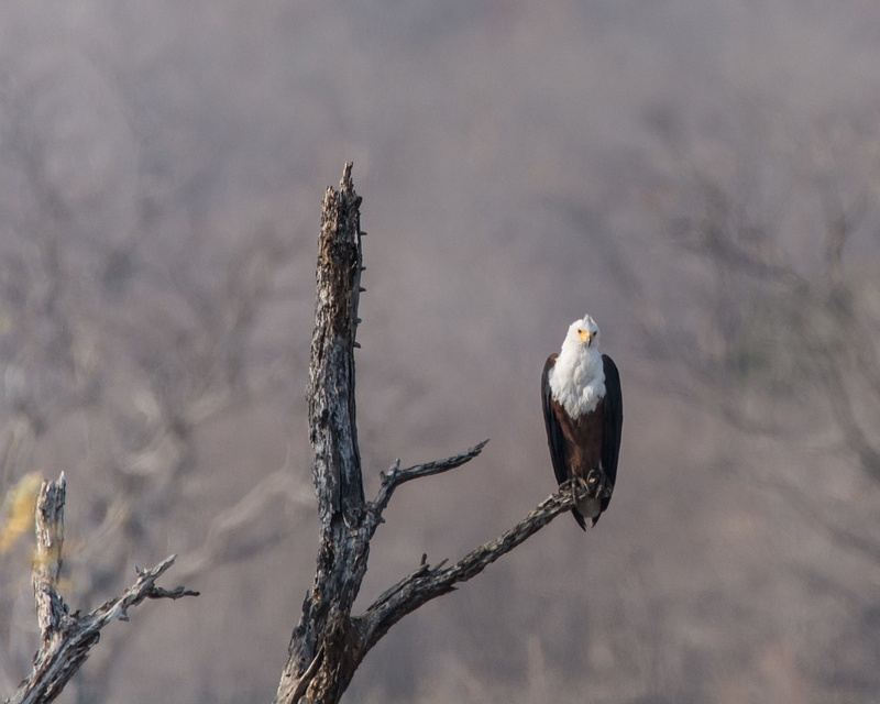 Fish Eagle, Zimbabwe