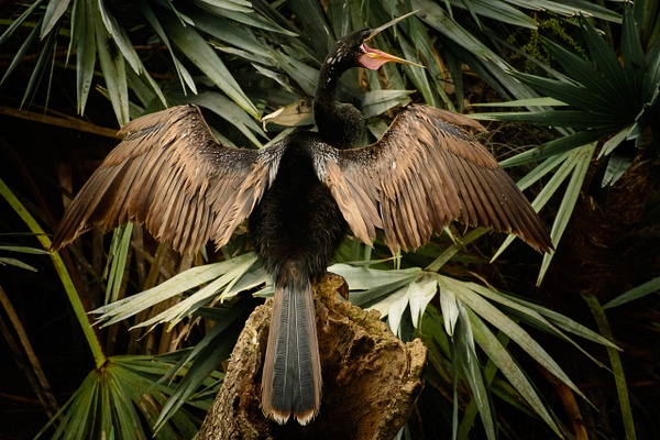 Anhinga, Florida - Florida Birds - Jack Kleinman