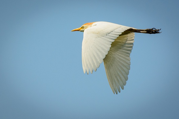 Cattle Egret Flying, Florida - Florida Birds - Jack Kleinman