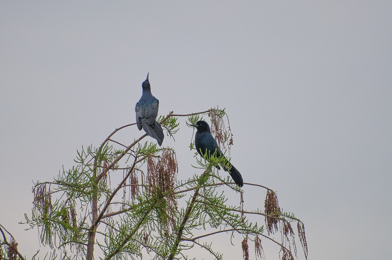 Boat-Tailed Grackle, Florida