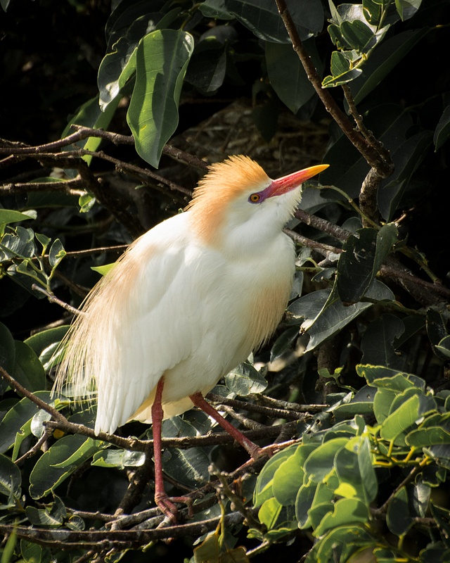 Cattle Egret, Florida