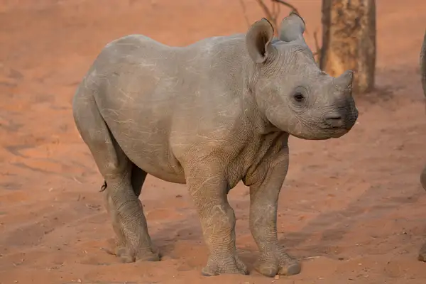 Baby Rhino-Zimbabwe by Jack Kleinman