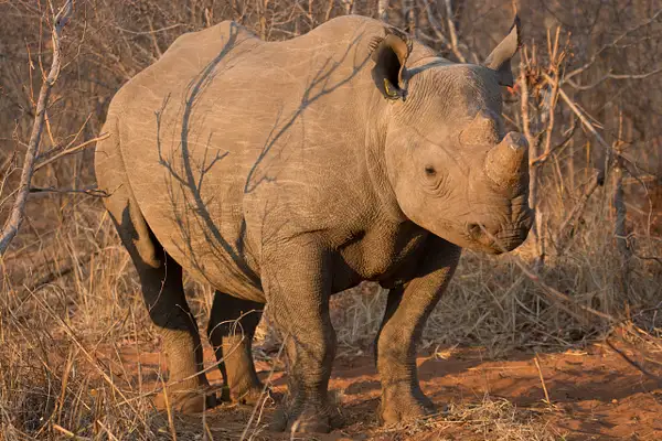 Mommy Rhino, Zimbabwe by Jack Kleinman