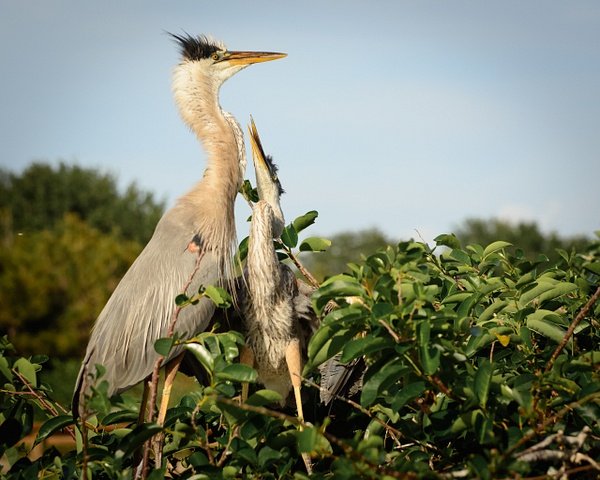 Feed Me!-Great Blue Herons, Florida - Florida Birds - Jack Kleinman 