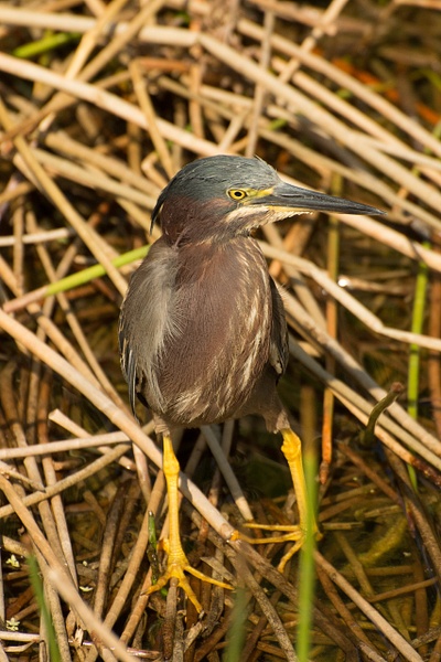 Green Heron - Florida Birds - Jack Kleinman