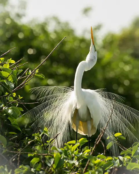 Great White Egret, Florida by Jack Kleinman