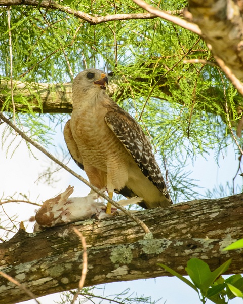 Hawk and Prey, Florida - Florida Birds - Jack Kleinman 