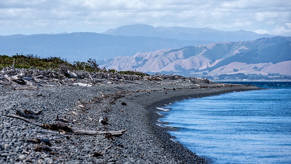 Kapiti Island - NEW ZEALAND - February 2014 - François Scheffen Photography 
