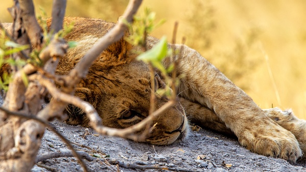 BOTSWANA (6) - AFRICA  - Lions - François Scheffen Photography 