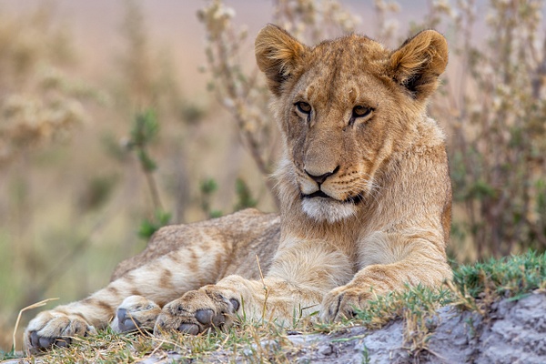 BOTSWANA (7) - AFRICA  - Lions - François Scheffen Photography 