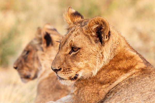 BOTSWANA (1) - AFRICA  - Lions - François Scheffen Photography 