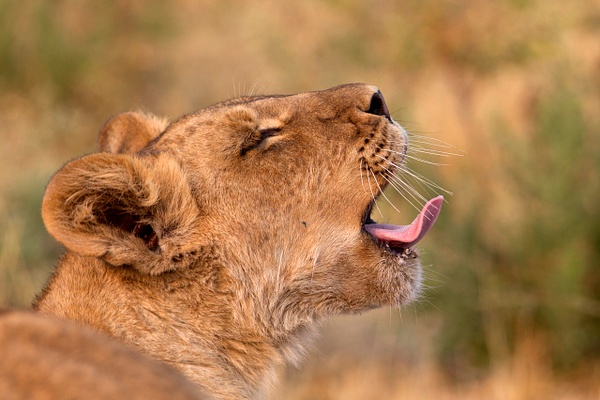 BOTSWANA (2) - AFRICA  - Lions - François Scheffen Photography