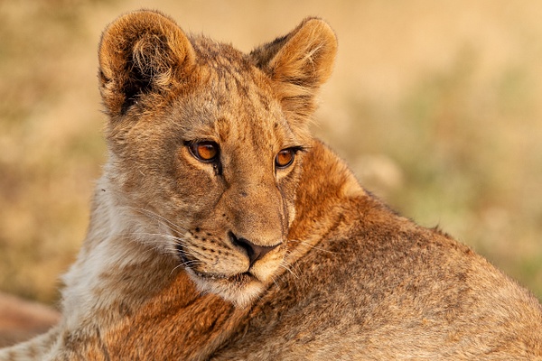 BOTSWANA (4) - AFRICA  - Lions - François Scheffen Photography