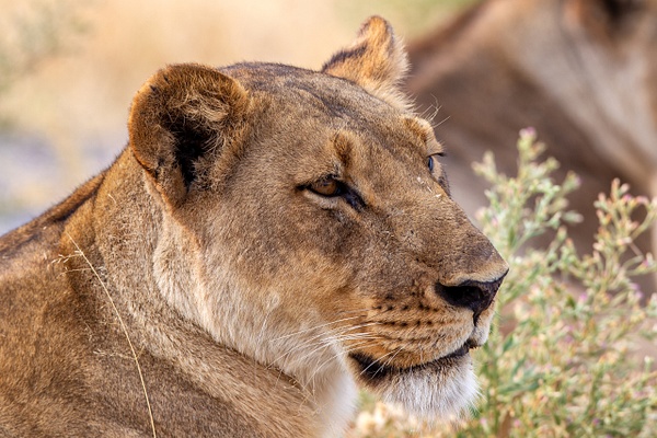 BOTSWANA (5) - AFRICA  - Lions - François Scheffen Photography