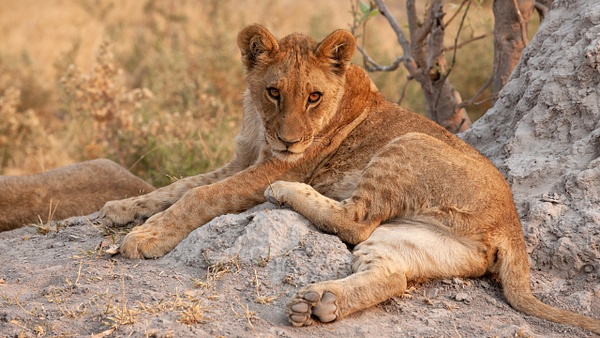 BOTSWANA (8) - AFRICA  - Lions - François Scheffen Photography 